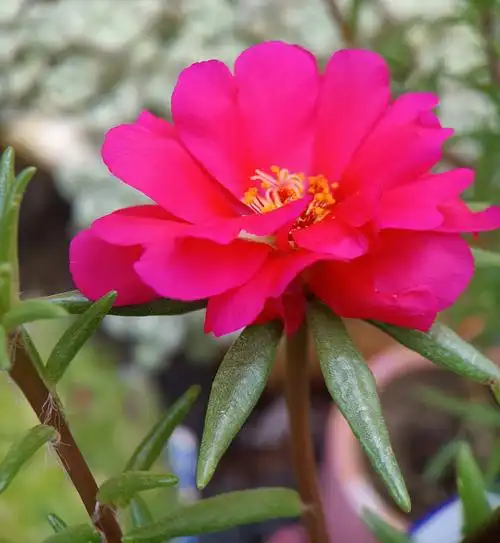 各种颜色的太阳花【首发】