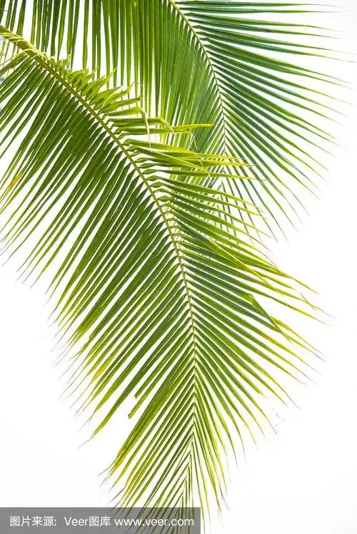 叶子,分离着色,大特写,白色背景,椰子树