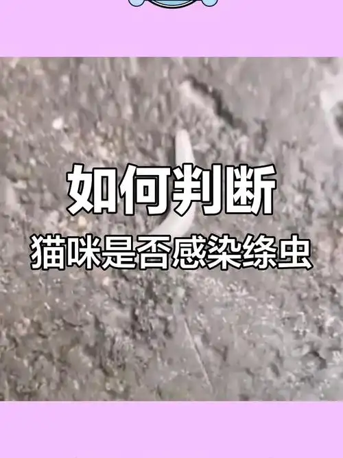 猫咪绦虫感染症状与驱虫方法,了解如何应对