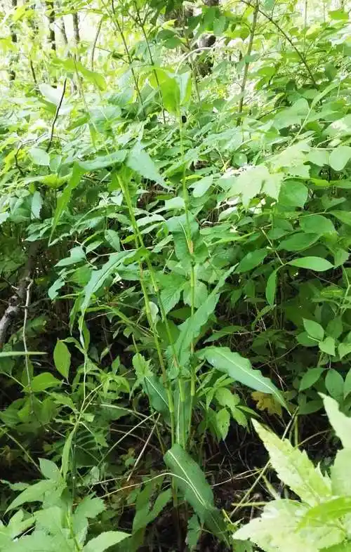 日月峡中草药(087)--草河车(掌参)