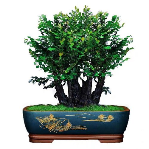 客厅养盆小叶紫檀,高贵典雅,香气怡人,还能净化空气