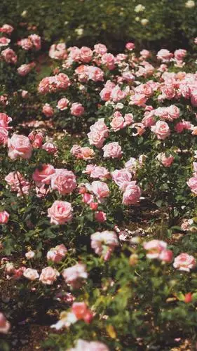 ins风浪漫玫瑰花高清写真,高清图片,手机锁屏桌面-壁纸族