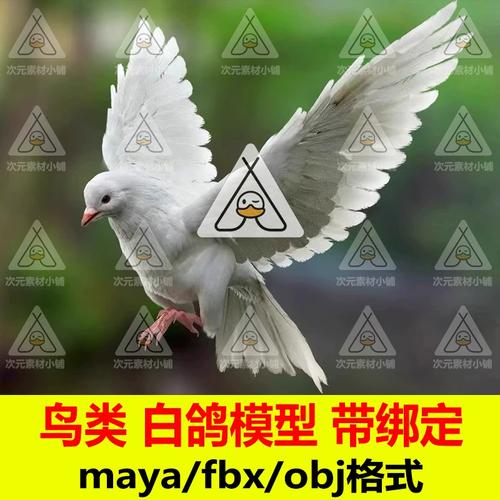maya高写实鸟类白鸽子绑定骨骼肌肉3d模型c100有控制器turbosquid