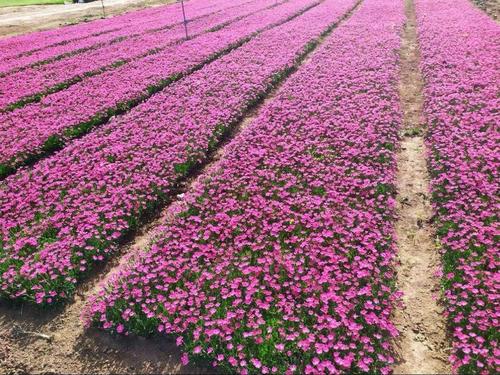 欧石竹四季开花的草坪花庭院室外花卉植物耐寒耐热好养绿植