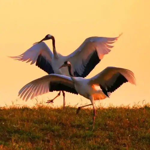 这才是真实的仙鹤见者有福