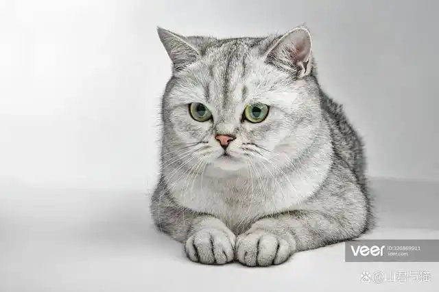 英短只有十五种颜色?别急,再带你数数!