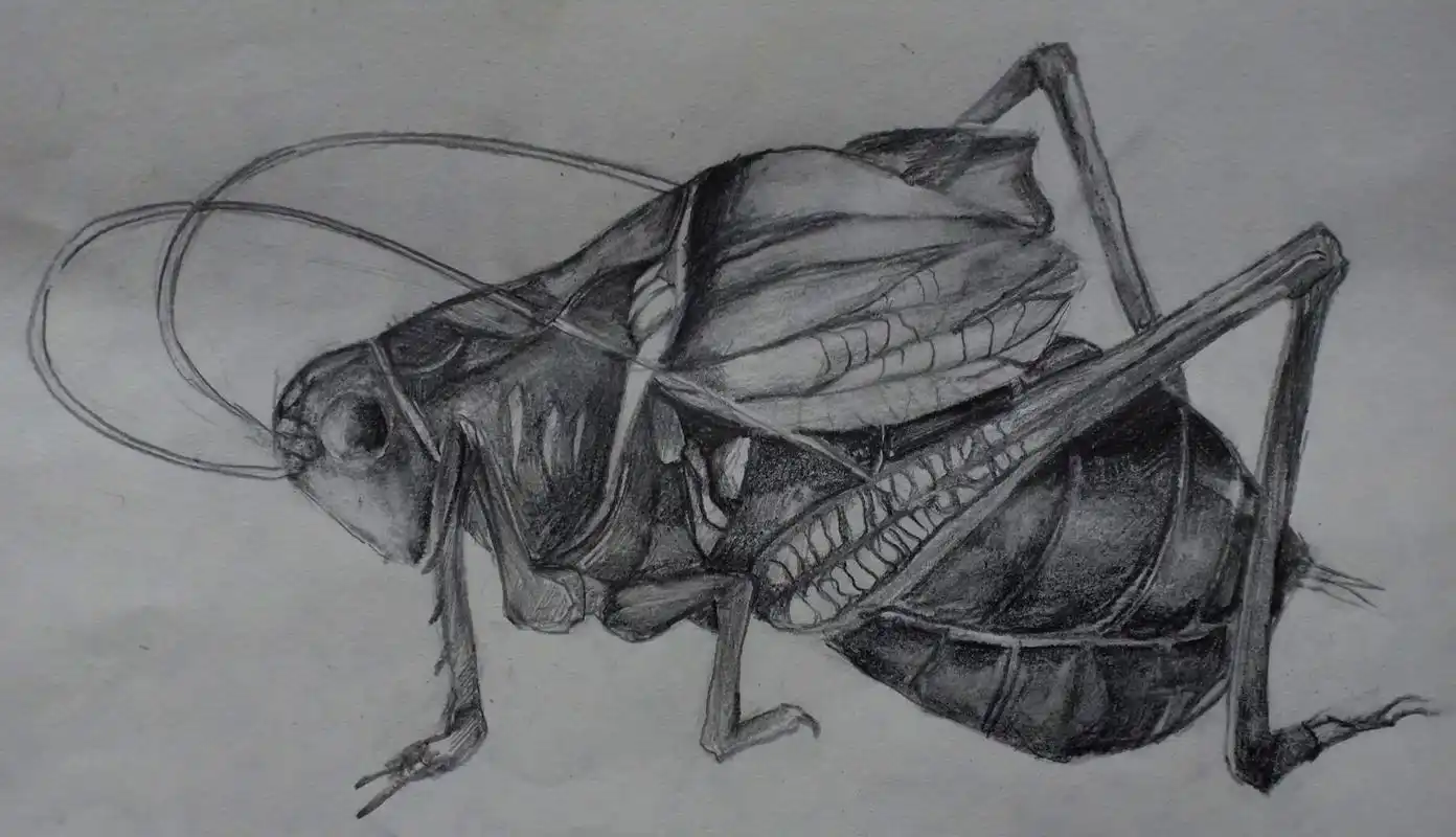 素描昆虫类作品欣赏