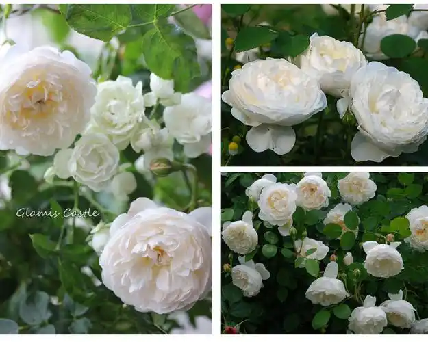 微型月季格拉姆斯城堡格拉米城堡多季奥斯汀灌木花园植物玫瑰花苗