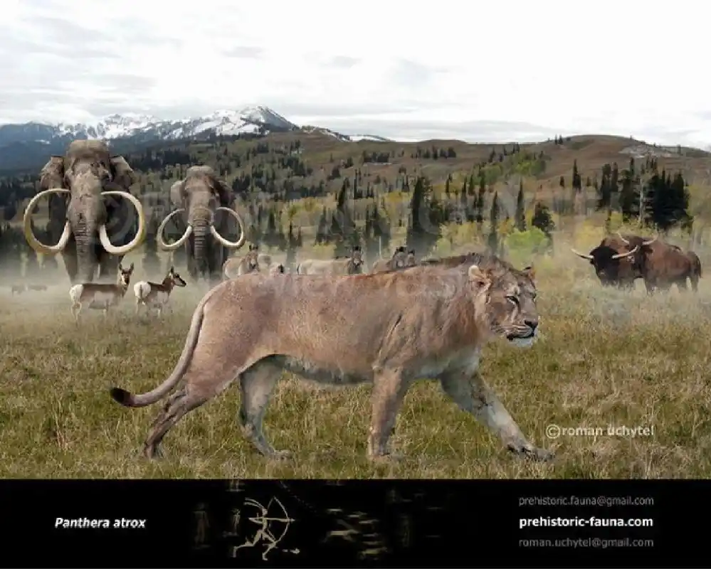 古兽图鉴|美洲拟狮 目:食肉目(carnivora) 科:猫科(felidae) 属:豹属