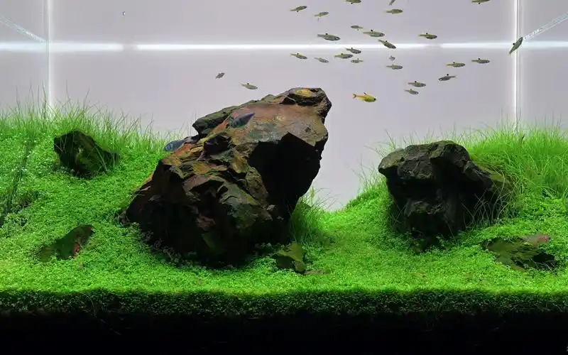 [4k]uhd 石景 草缸开缸166天记录打卡