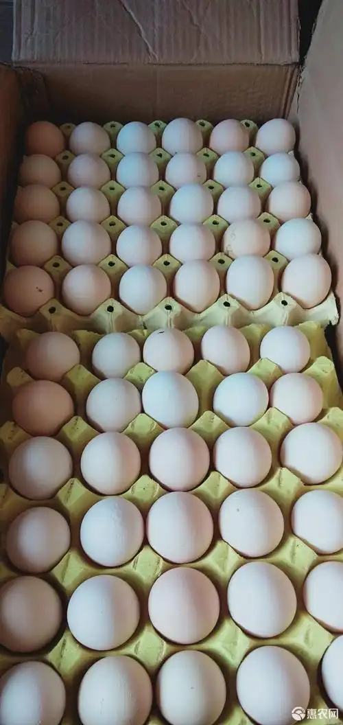 白壳蛋自家养的白壳鸡蛋4849左右长年都有供应
