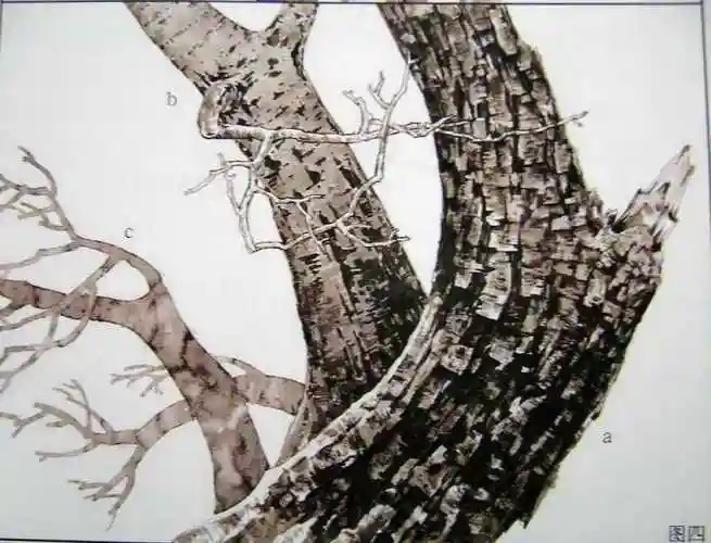 树干工笔技法步骤