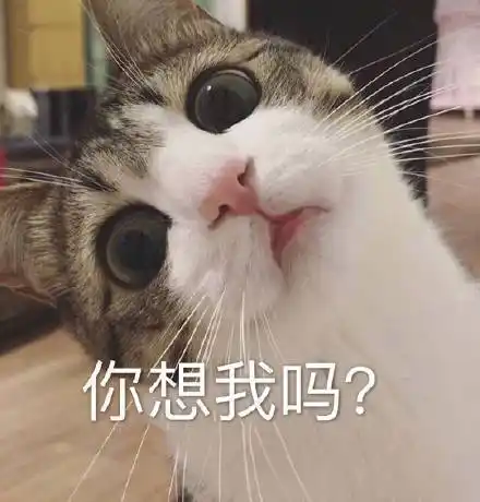 你想我吗猫咪表情