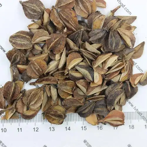 杜鹃的播种方法以及养护方法