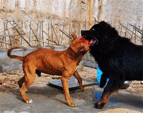 藏獒和比特犬现场厮杀,在凶猛的藏獒面前,比特犬完全没有胜算
