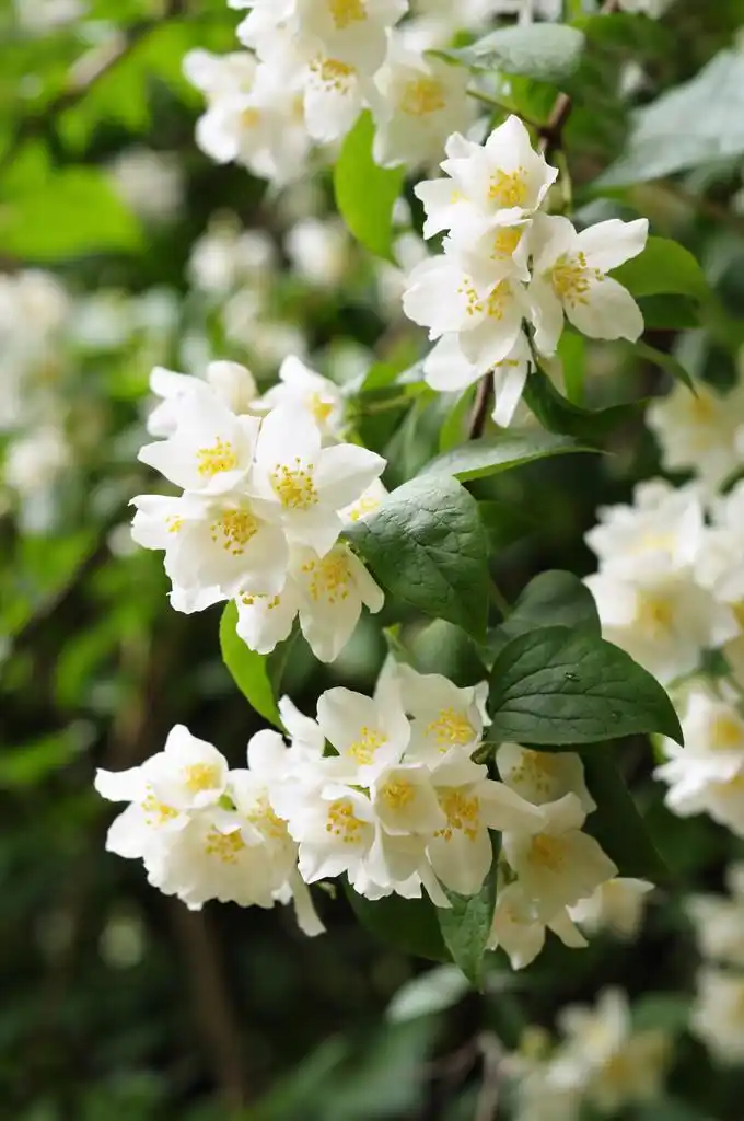 花园里的茉莉花树,茉莉花在城市花园的花