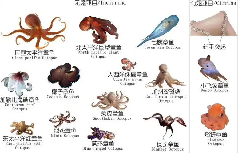 海鲜探索深度研究章鱼鱿鱼墨鱼等软体动物上