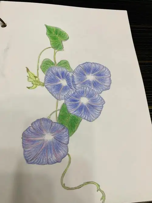 今天画的牵牛花