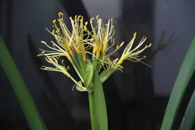 无瓣君子兰,开花很特别啊.好像是掉了花瓣的花蕊在枝头.