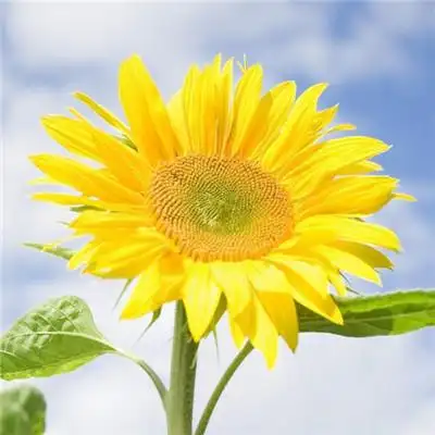 美图头像风景花草图片 可爱小清新气质 - 微信头像 - 潮人个性网