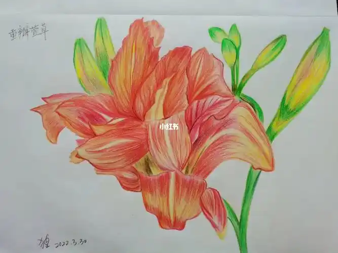 重瓣萱草彩铅临摹