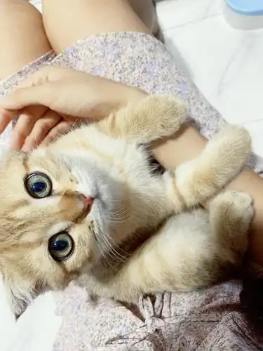 杭州折耳金渐层找新家3600