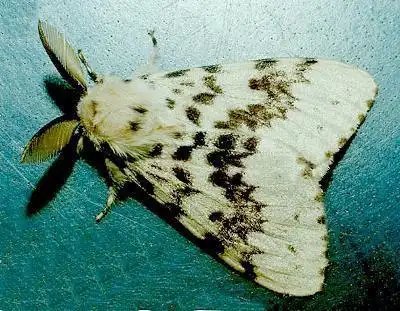 14,毒蛾科 触角双栉齿状,无单眼,很多种类雌腹末有成簇的毛,休息时前