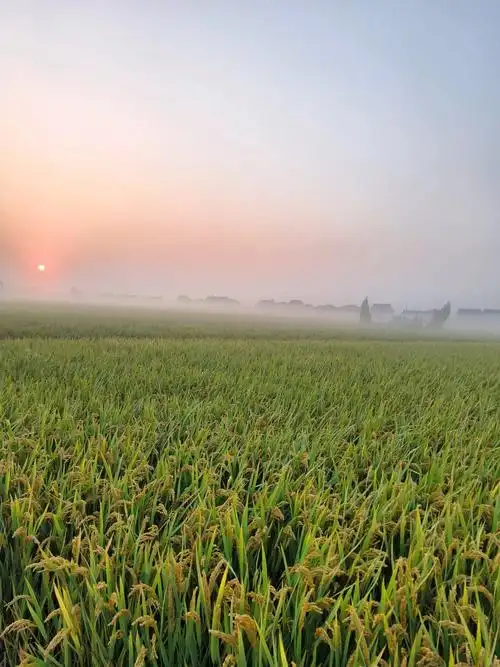 享受大自然 !又是阳光明媚的一天 ! - 抖音