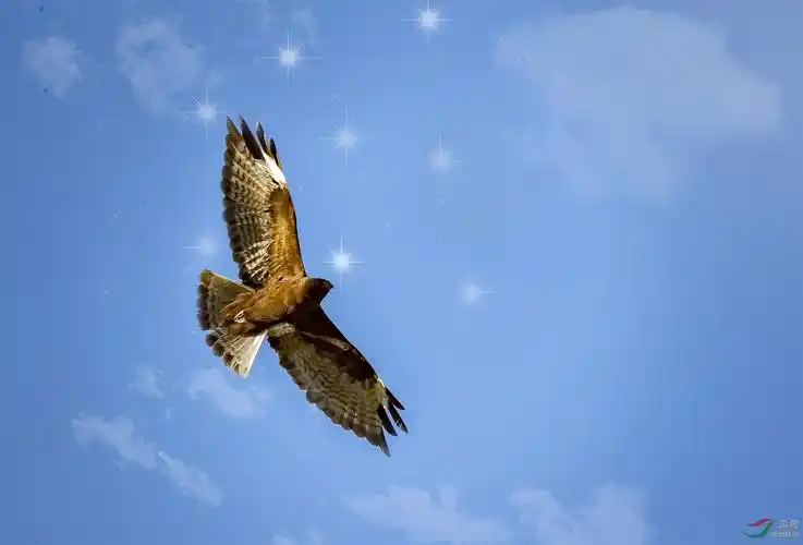 一张后期照片蓝色天空中翱翔的鹰