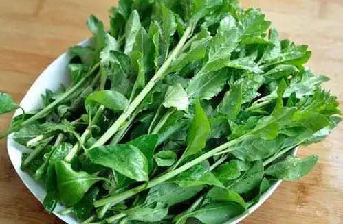 枸杞头的功效与作用和煲汤方法,枸杞根的功效与作用及食用方法