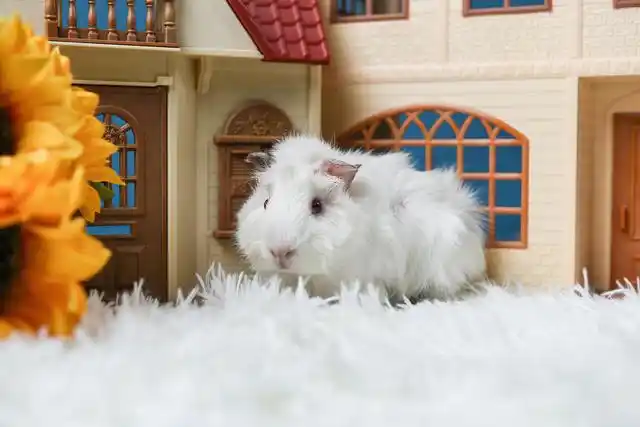 宠物互免约拍-白色红眼睛的荷兰猪