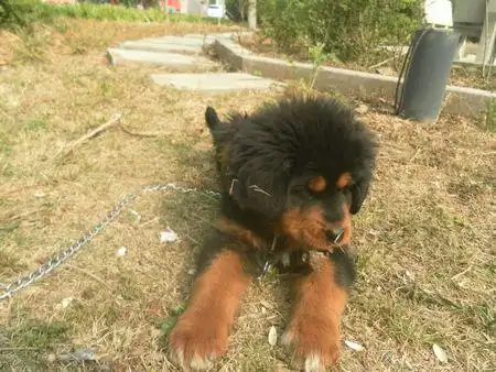 青海海北牧区军马场带回来的40天小藏獒,母的,请喜欢藏獒的朋友看看是