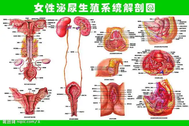 女性泌尿生殖系统解剖图源文件