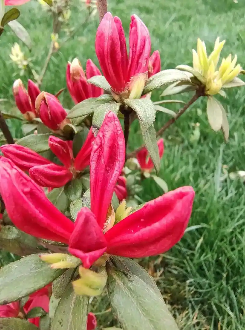 映山红,其实就是野生的杜鹃花.#一景能有千万意 #好看的花一 - 抖音