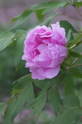 牡丹花卉(续)篇