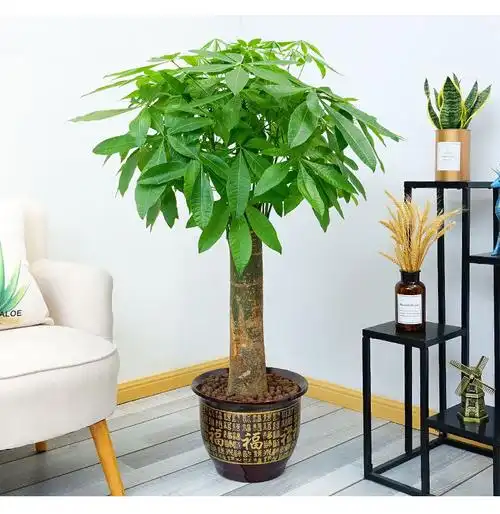 单杆发财树盆栽客厅大颗型树桩植物绿植办公室开业送礼装