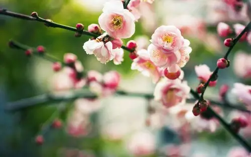 花蕾桌面壁纸之春天的美景