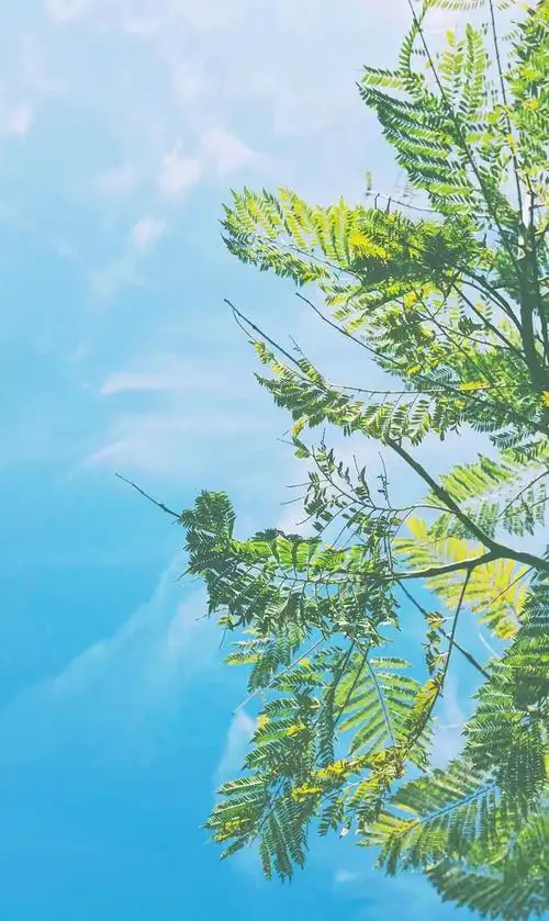 夏天唯美图片高清手机壁纸分辨率1080x1920