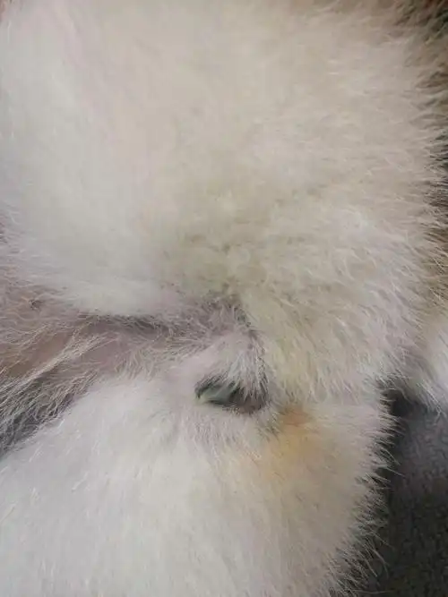 母狗尿道口有白色的分泌物