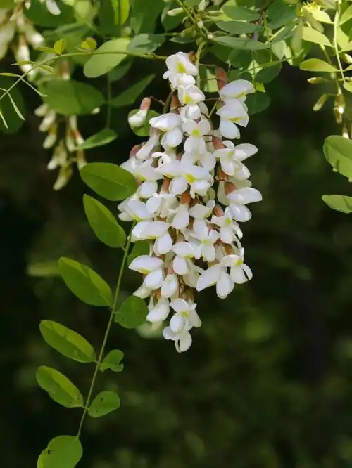 后来我发现,不仅这一棵老槐树, 世间所有的树和叶子,都暗藏着自然和