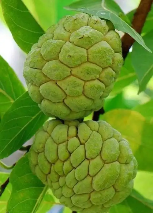 100种水果名称大全,33000种水果的名字