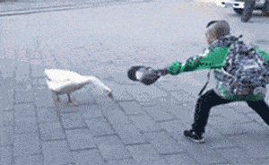 这只"穷凶极恶"的大鹅,项上鹅头竟然上千!