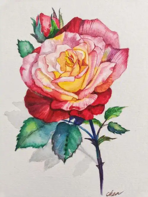 水彩玫瑰步骤水彩临摹
