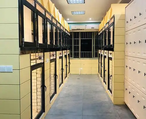 宠物寄养中心品牌企业猫狗寄养合肥宾迪