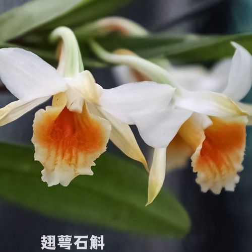 云南翅萼石斛翅鄂石斛黑毛赤水金钗石斛霍山铁皮石斛苗盆栽石斛兰