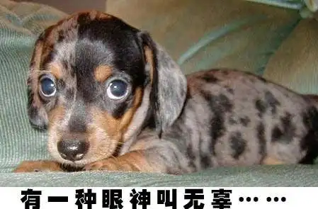 动物们的表情有时也很搞笑,超级搞笑动物表情集锦让你一次笑个够.