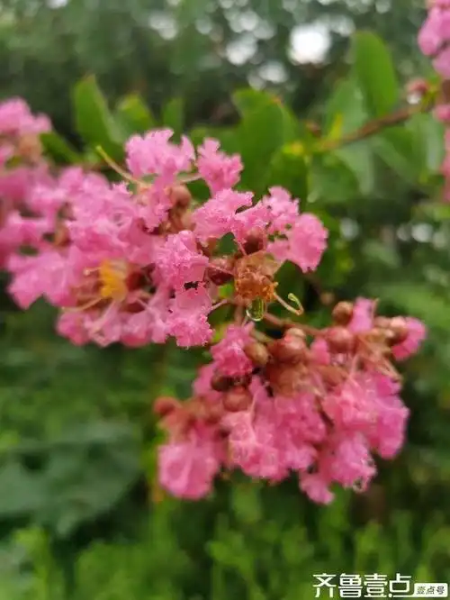 紫薇花是炎炎夏日里的一道亮丽的风景