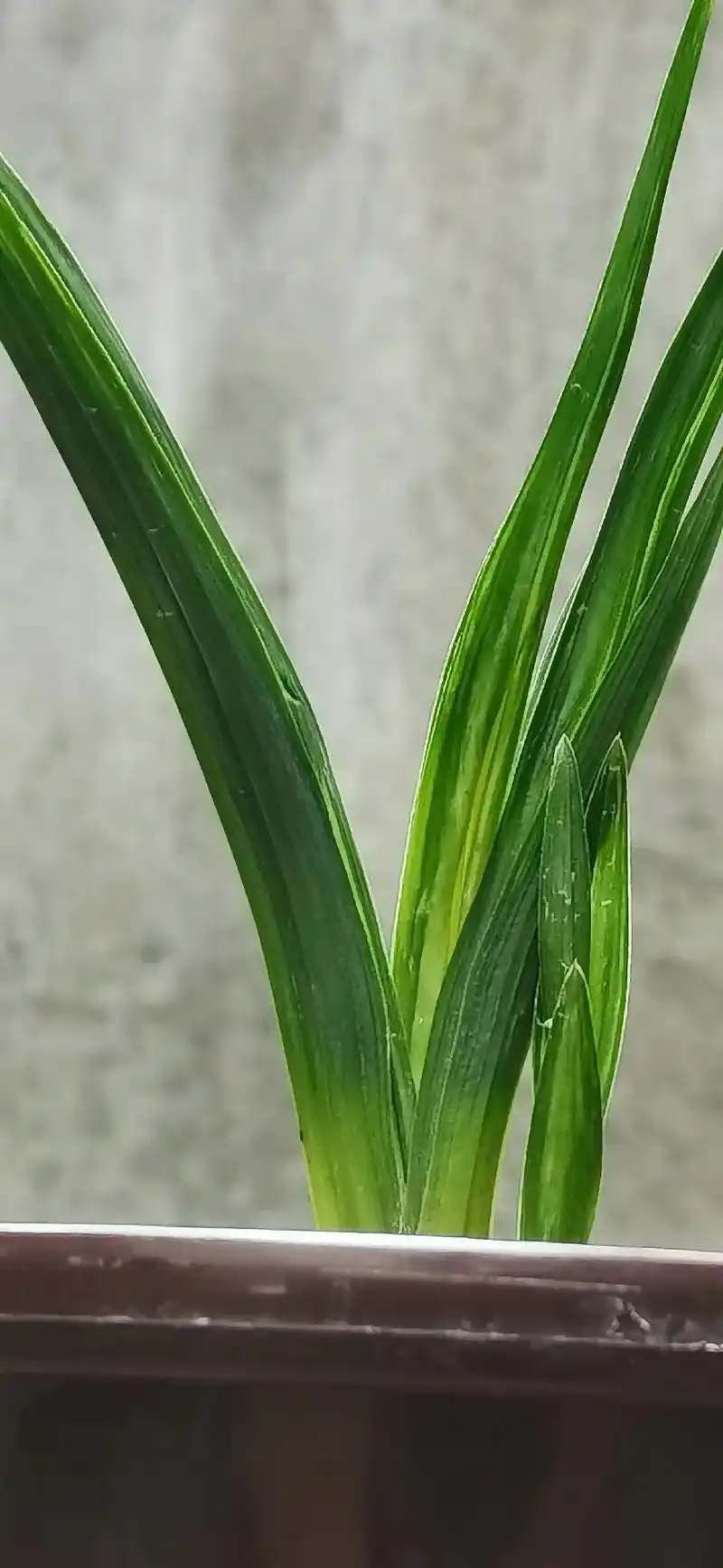 春剑中矮叶型水晶中透 #兰花种植 - 抖音