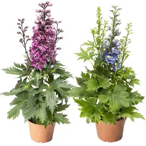 多年生大花飞燕草翠雀花种子苗四季种开花春季阳台盆栽植物易种活--爱