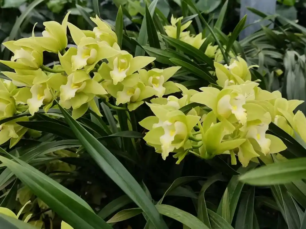 大花蕙兰 喜欢松软,通气,排水良好的土壤,不耐碱. 宜在近 - 抖音